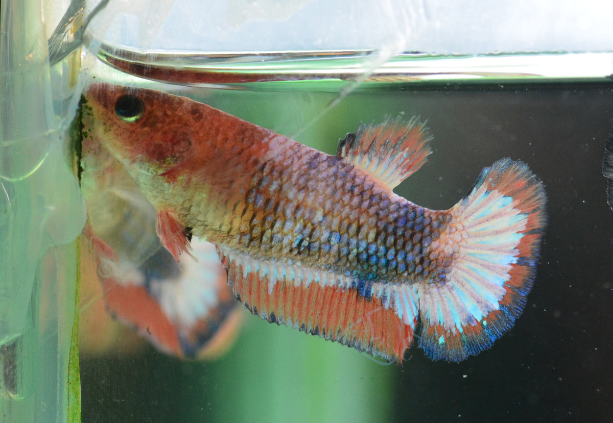 Orange Fancy Plakat Female