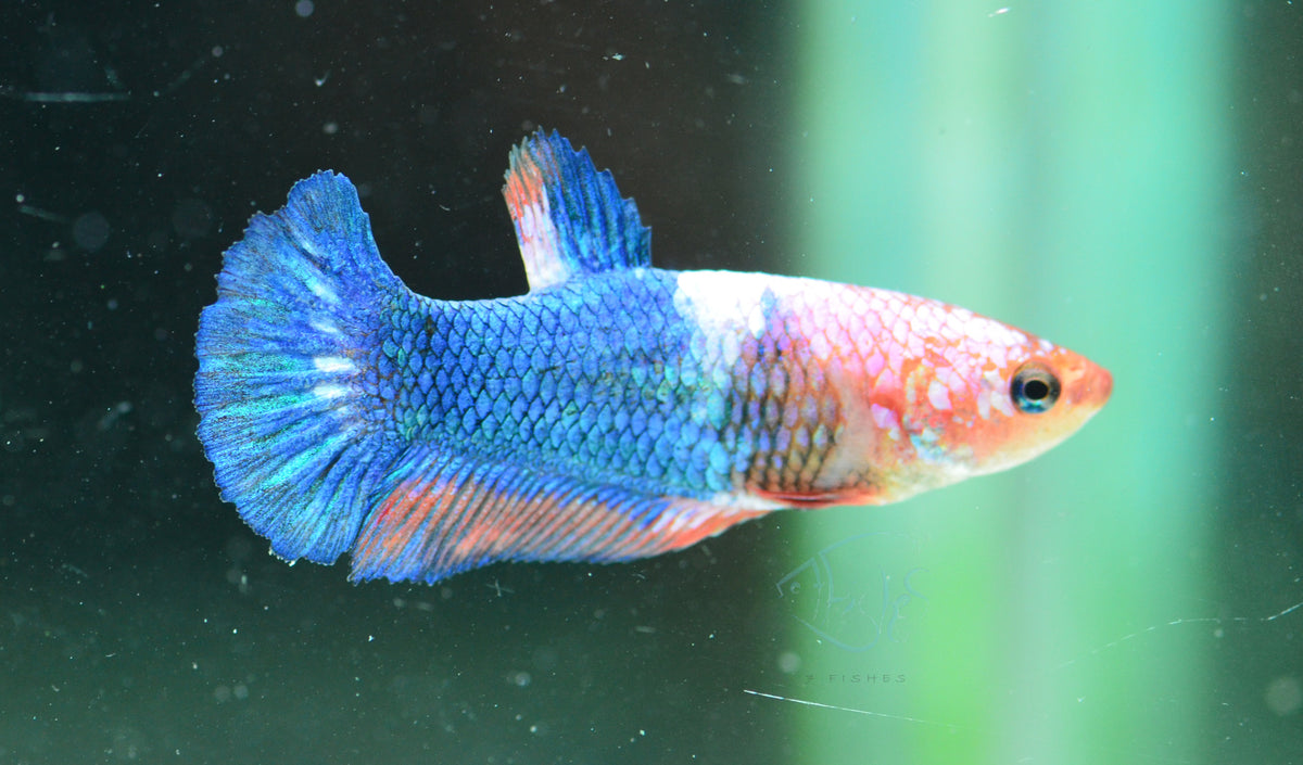Fancy Plakat Female