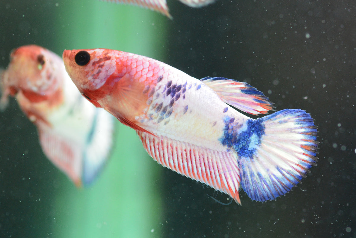 Pastel Fancy Plakat Female