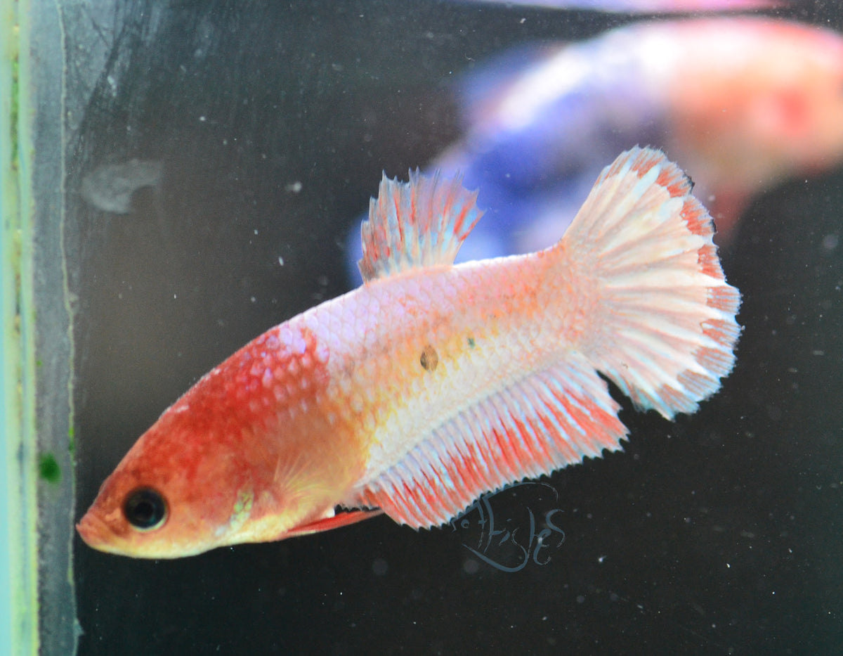 Orange Fancy Plakat Female