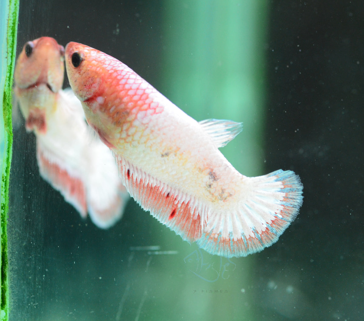 Orange Fancy Plakat Female