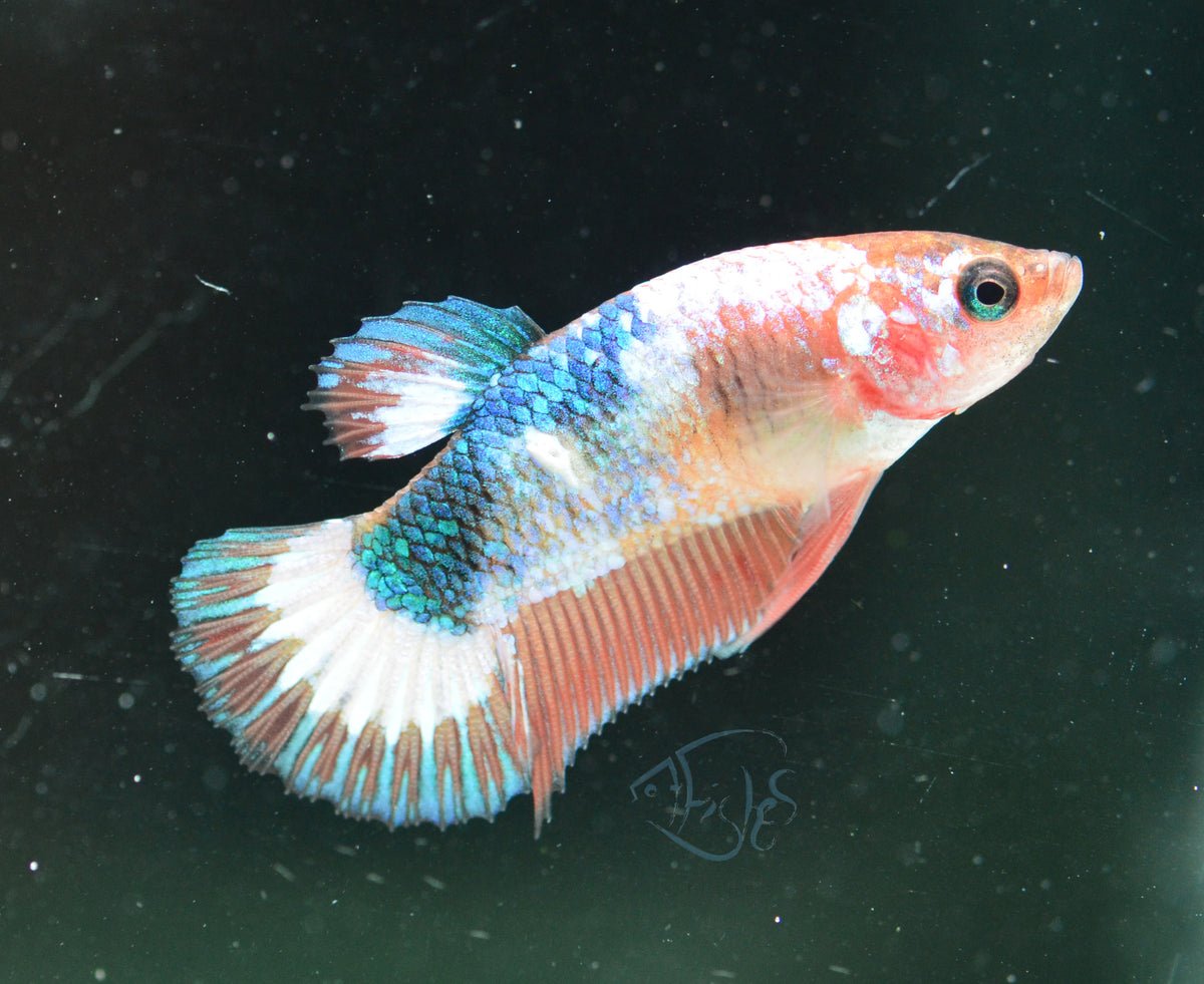 Orange Fancy Plakat Female