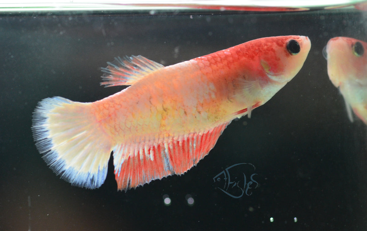 Orange Fancy Plakat Female