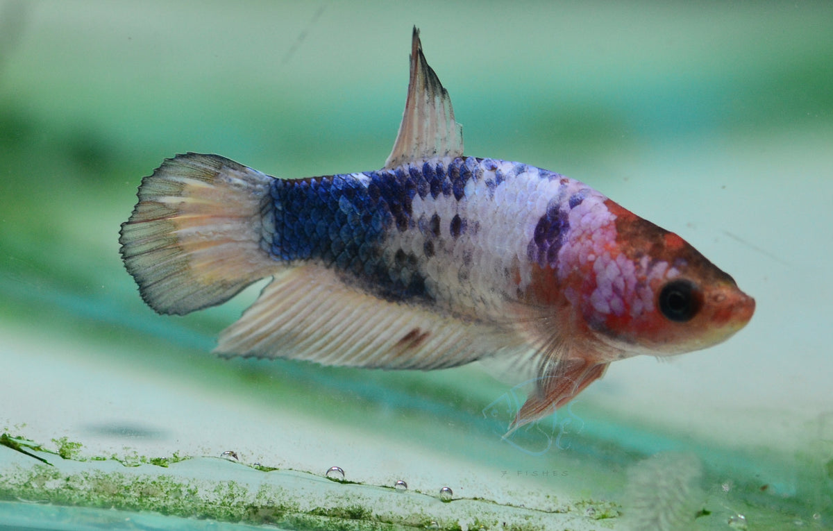 Pastel Fancy Plakat Female