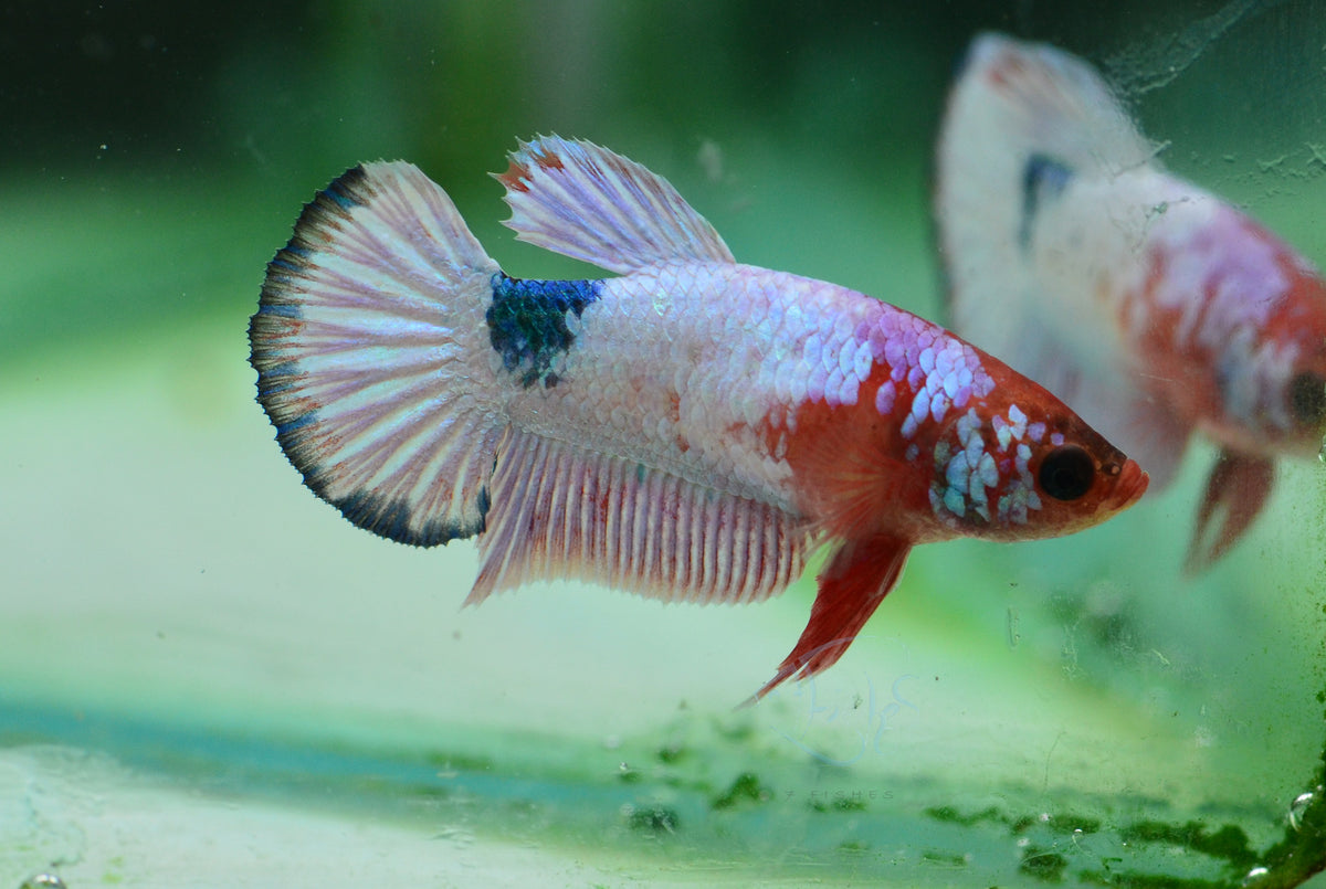 Pastel  Pink Fancy Plakat Female