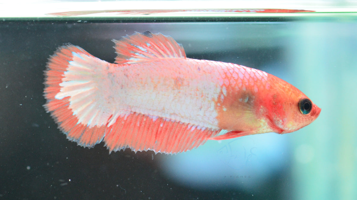 Orange Fancy Plakat Female