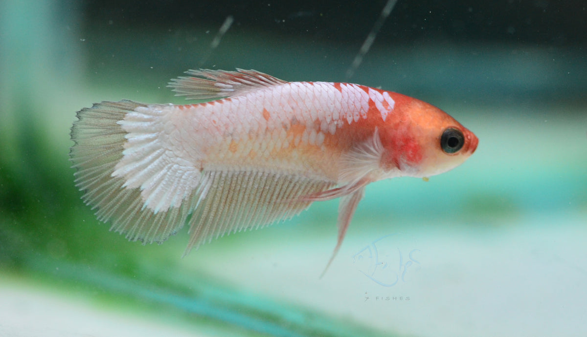 Orange Fancy Plakat Female