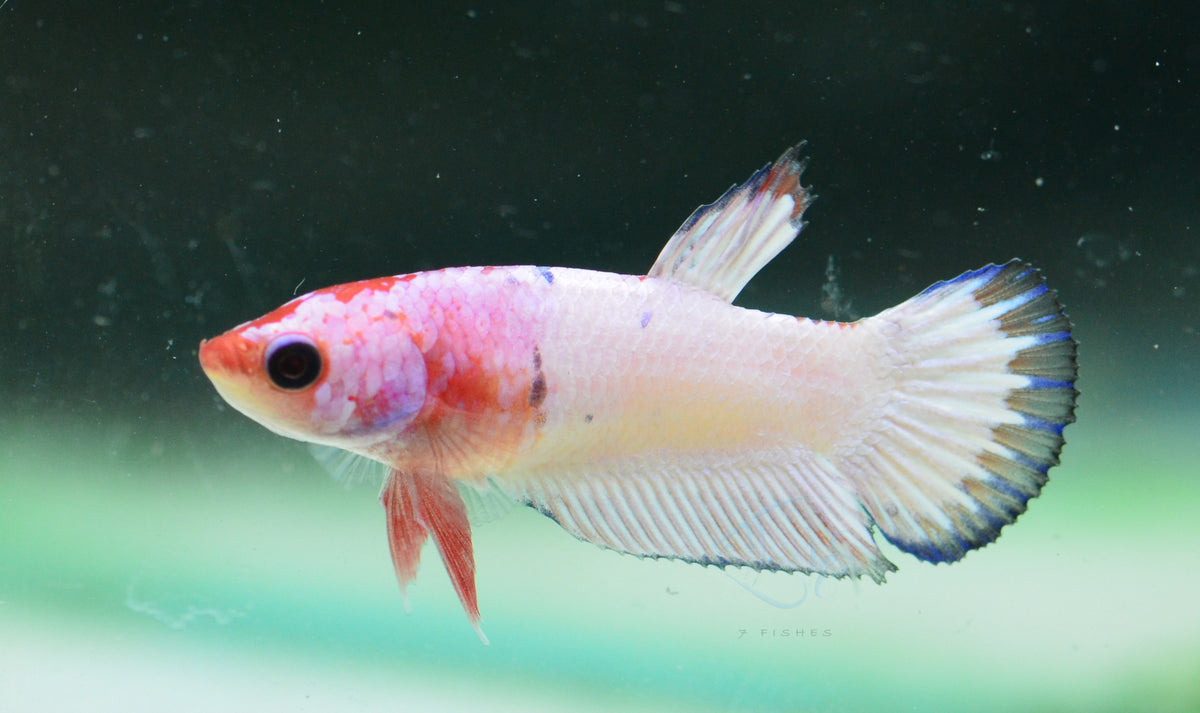 Pastel Fancy Plakat Female