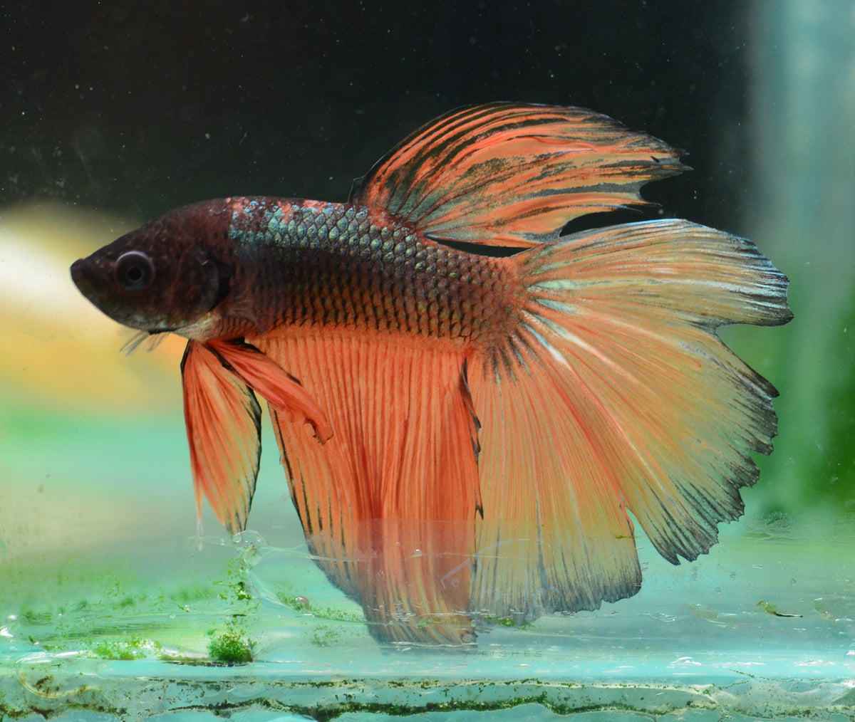 Copper Yellow Halfmoon Male