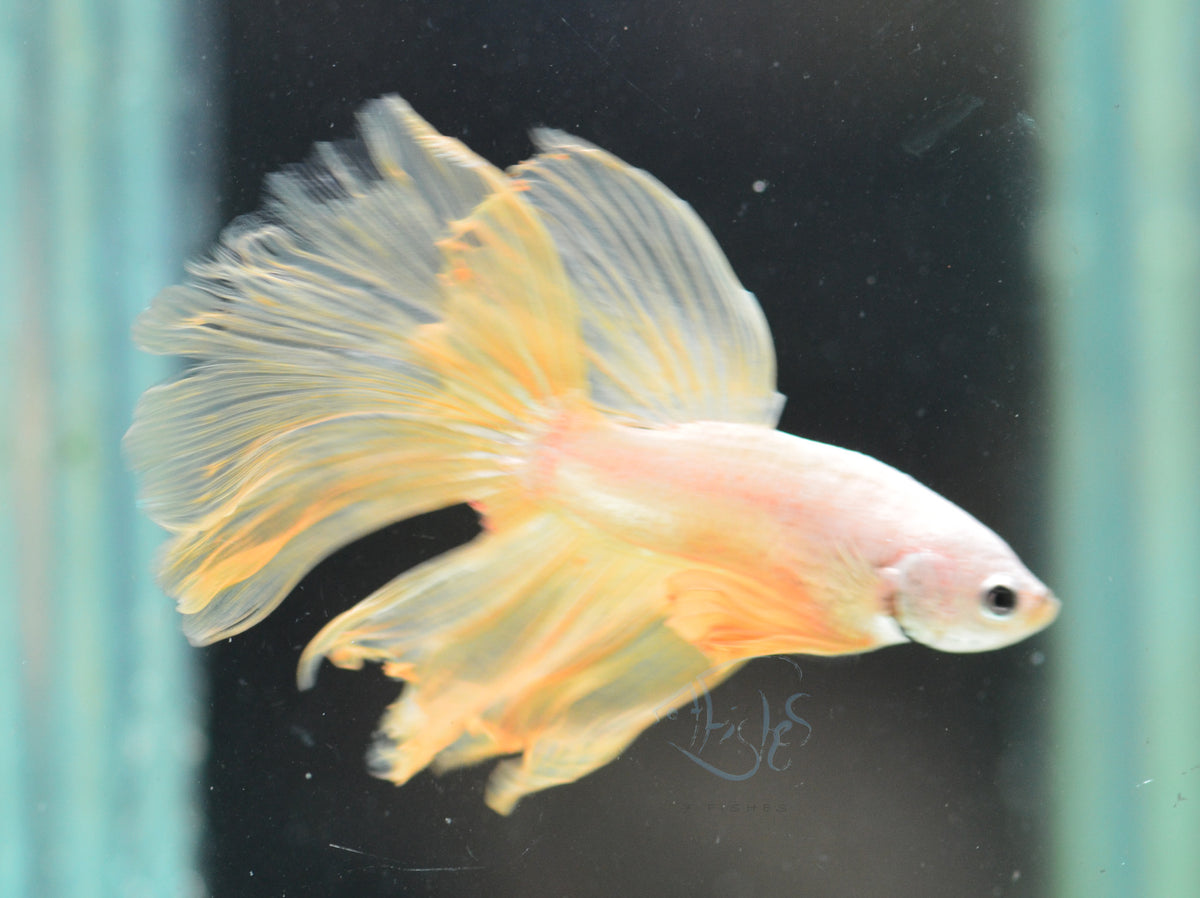 Yellow Dragon Delta-tail Male