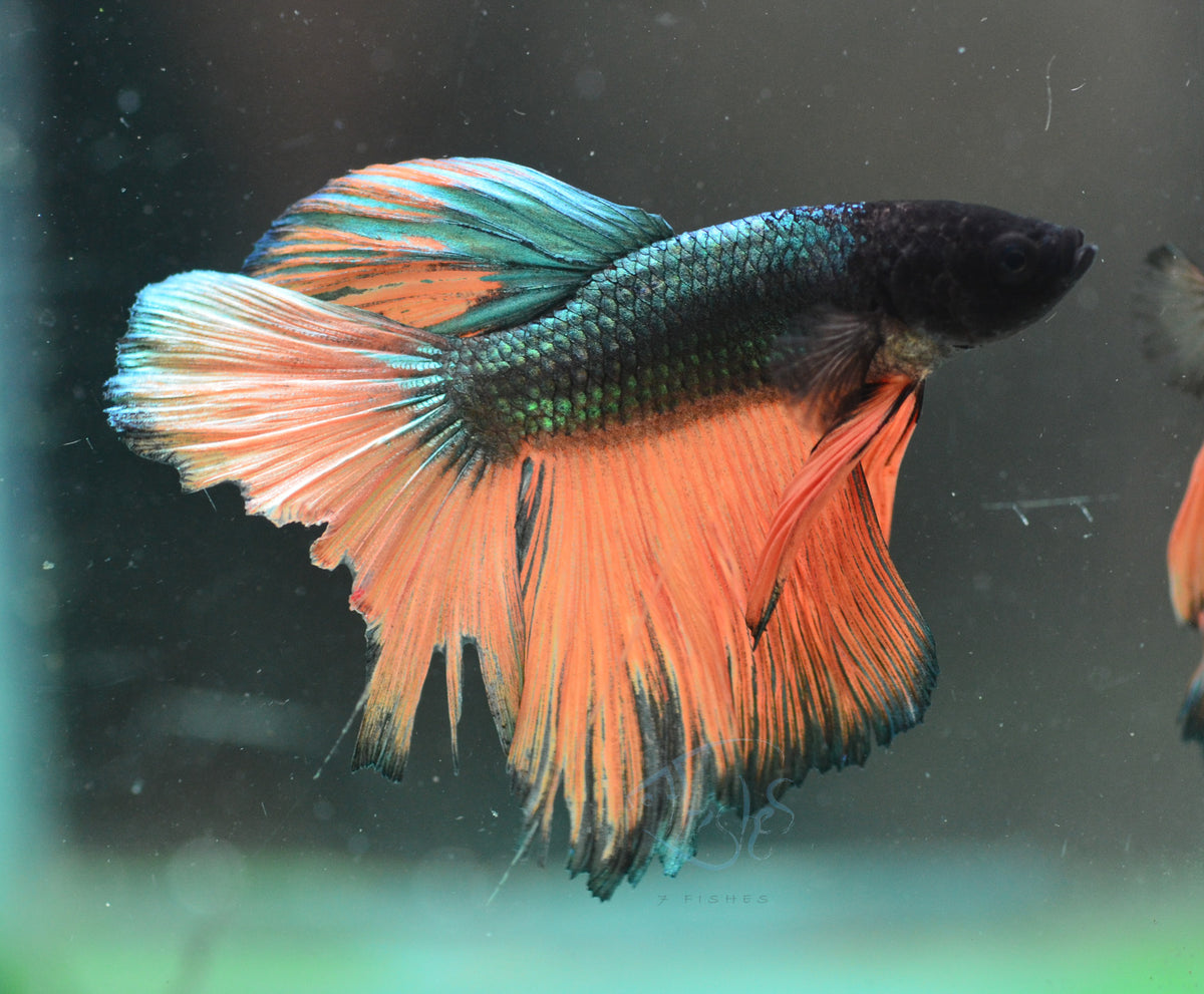 Copper Yellow Halfmoon Male