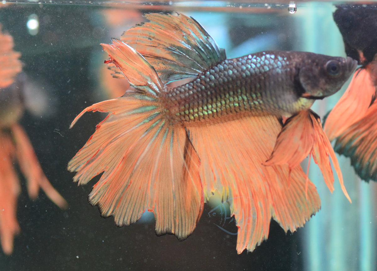 Copper Yellow Halfmoon Male