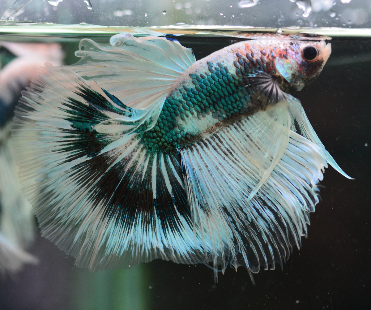 Turquoise Marble Halfmoon Male