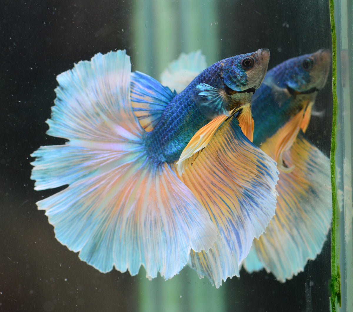 Blue Yellow Bicolour Halfmoon Male