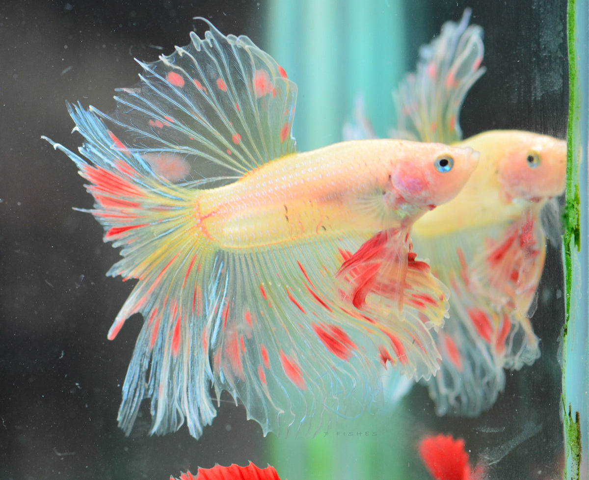 Armageddon Vanda Halfmoon Male