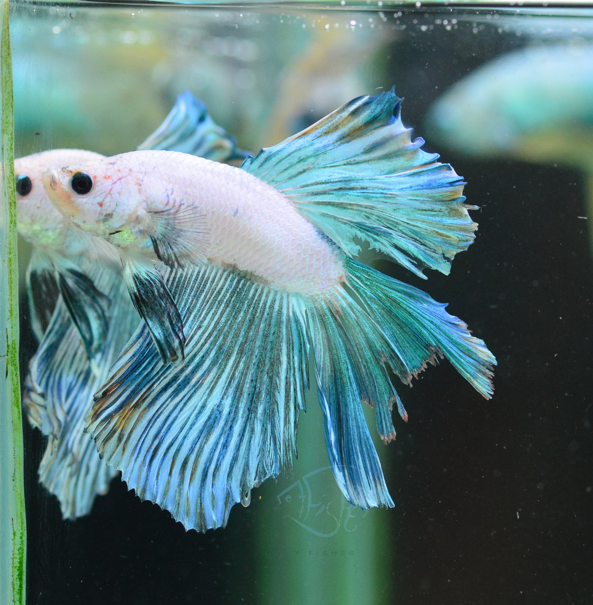 Blue Rim Halfmoon Male