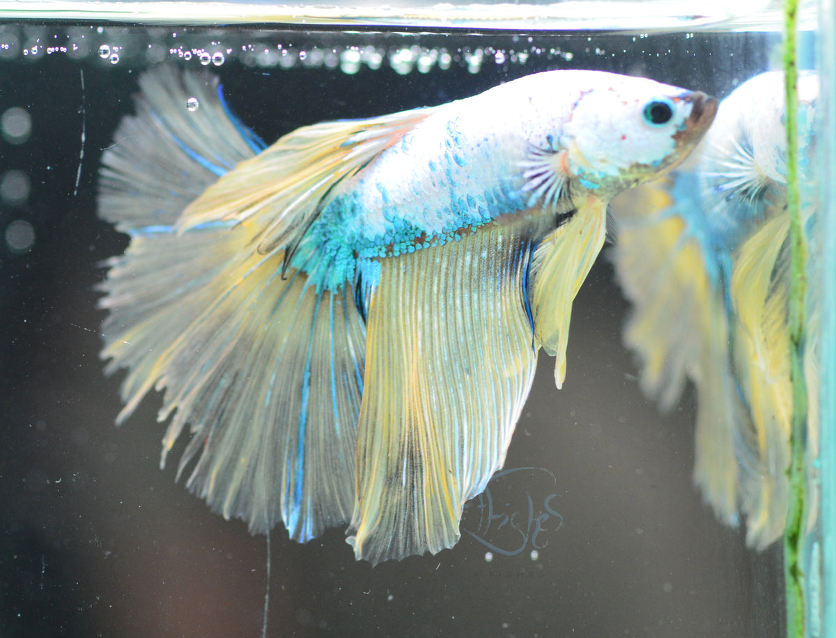 Mustard Fancy Halfmoon Male