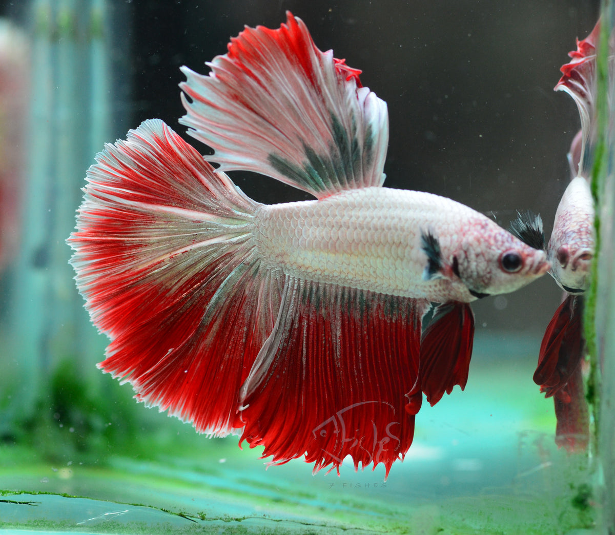 Red Dragon Halfmoon Male