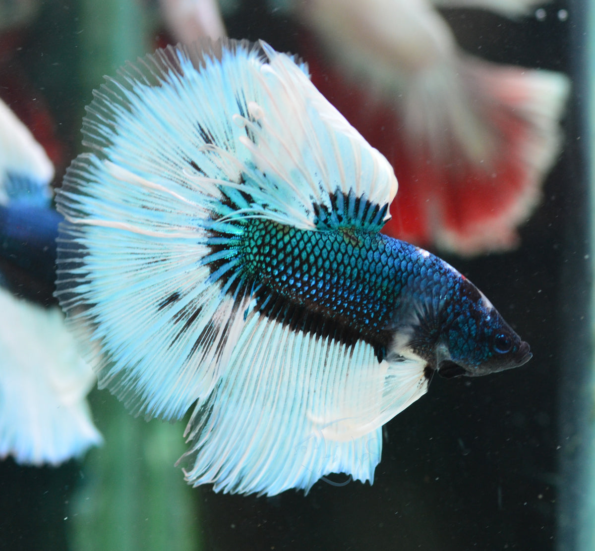 Blue Butterfly Halfmoon Male