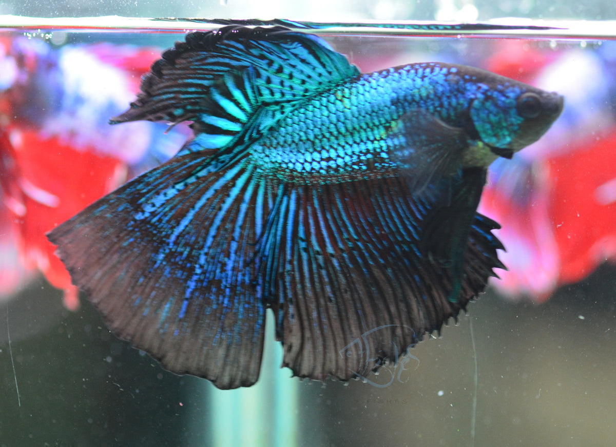 Blue Black Halfmoon Male