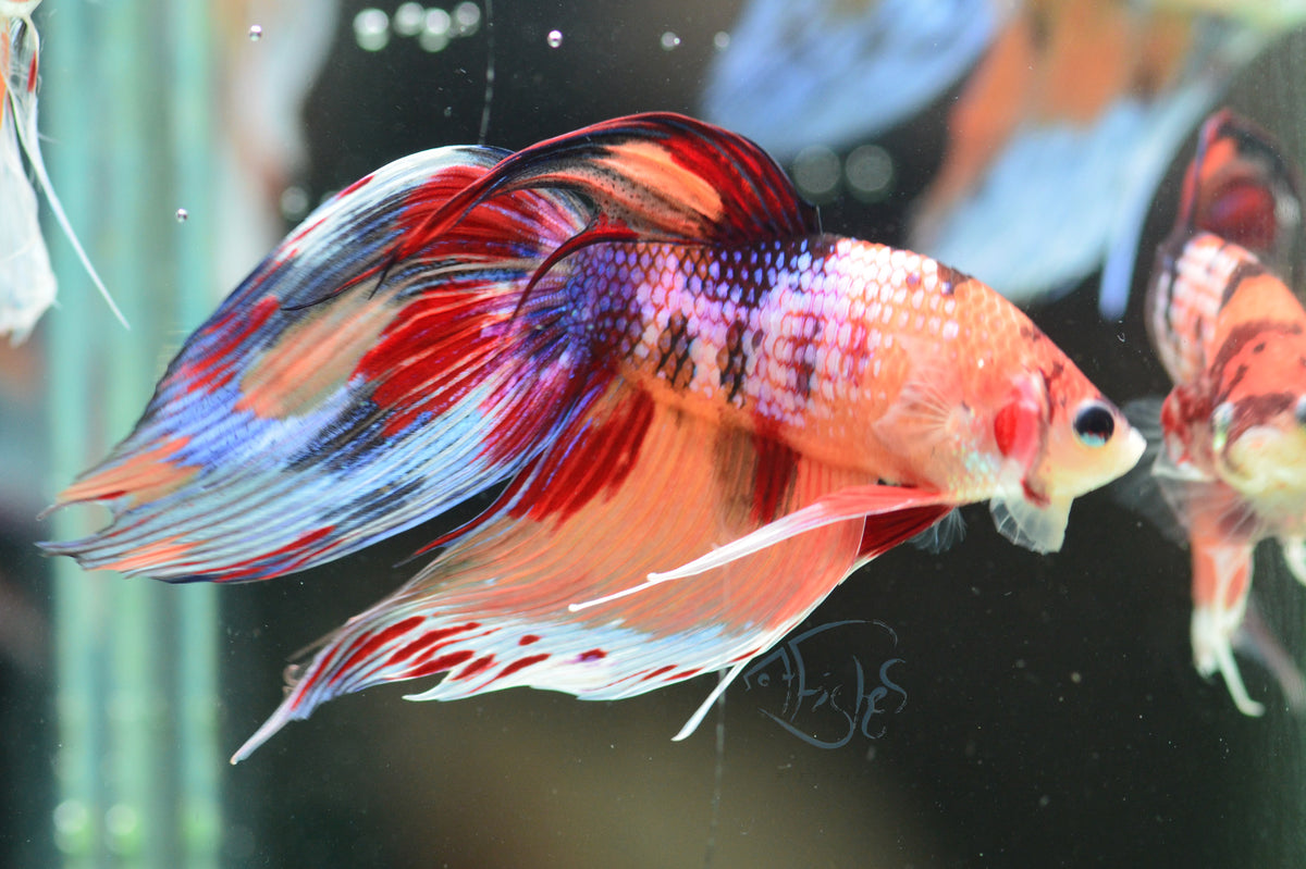 Nemo Veiltail Male