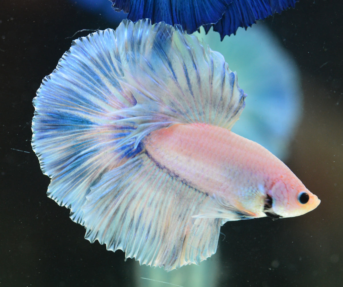 Pastel Halfmoon Male