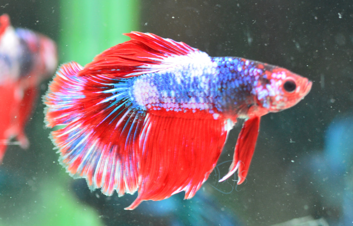 Fancy Halfmoon Male