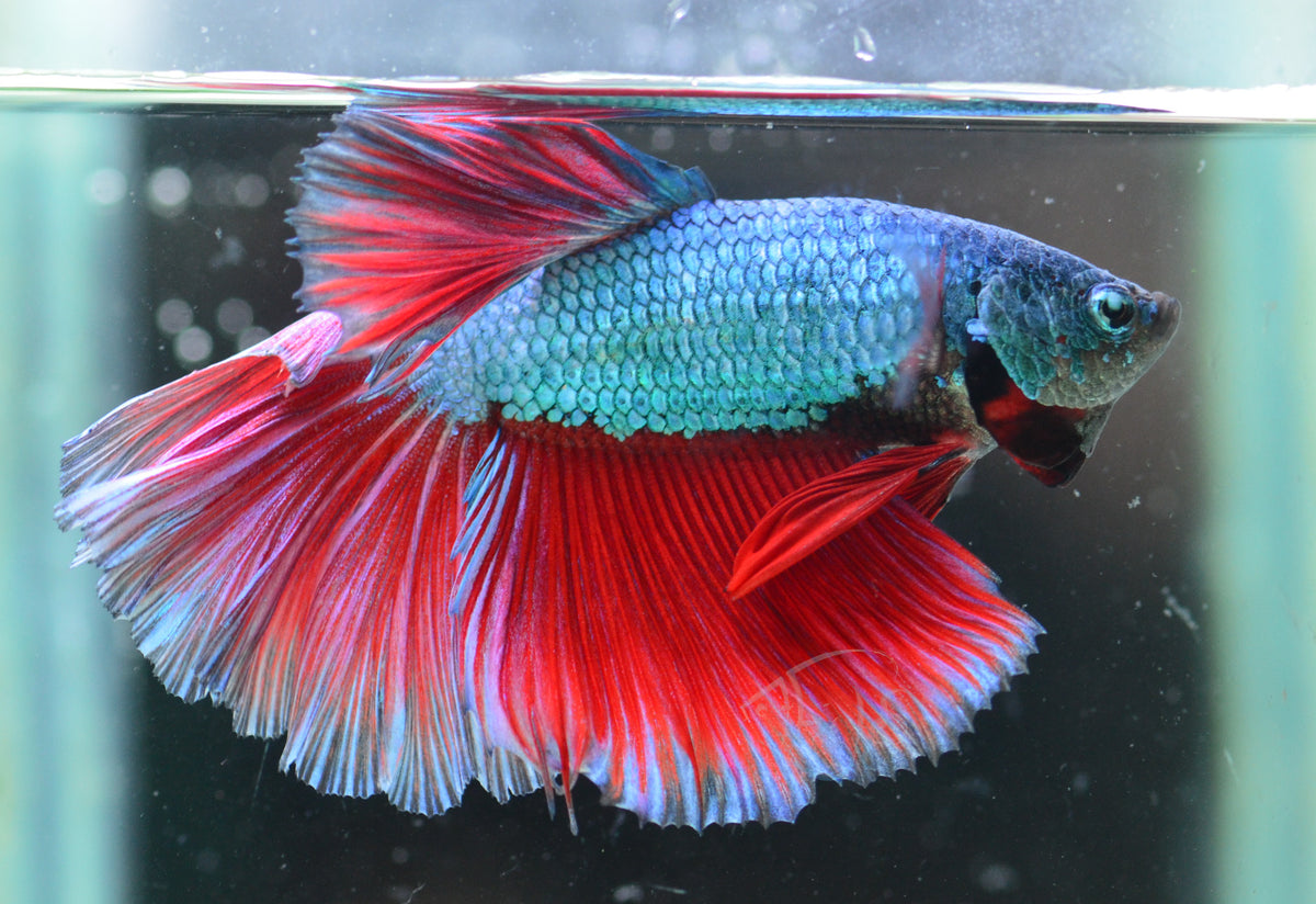 Turquoise Bicolour Halfmoon Male