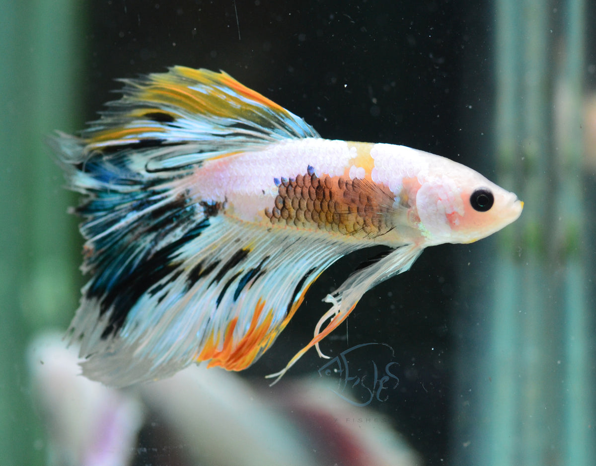 Yellow Fancy Halfmoon Male