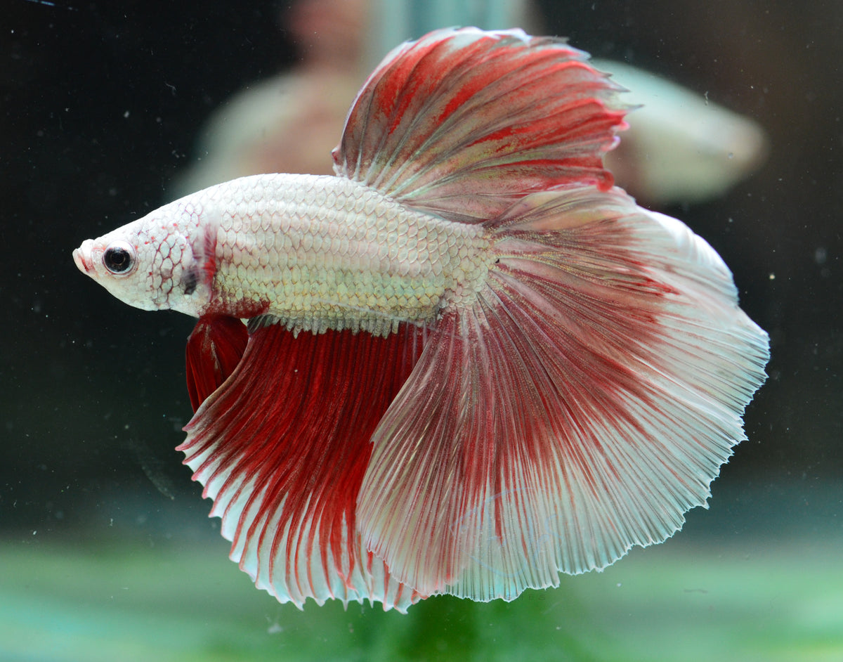 Red Snow Dragon Halfmoon Male