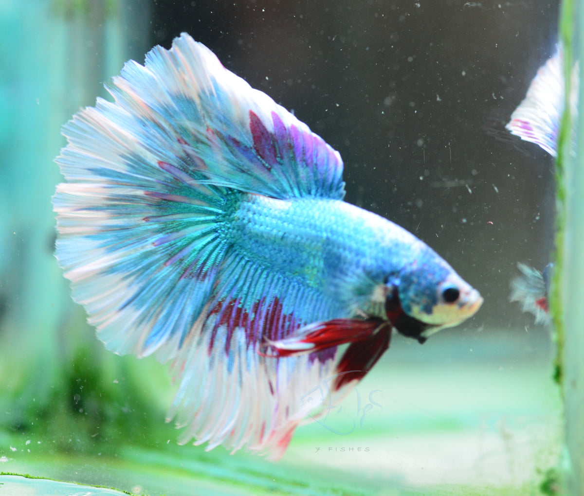 Turquoise Fancy Halfmoon Male