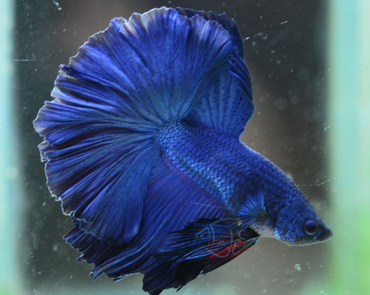 Blue Halfmoon Male