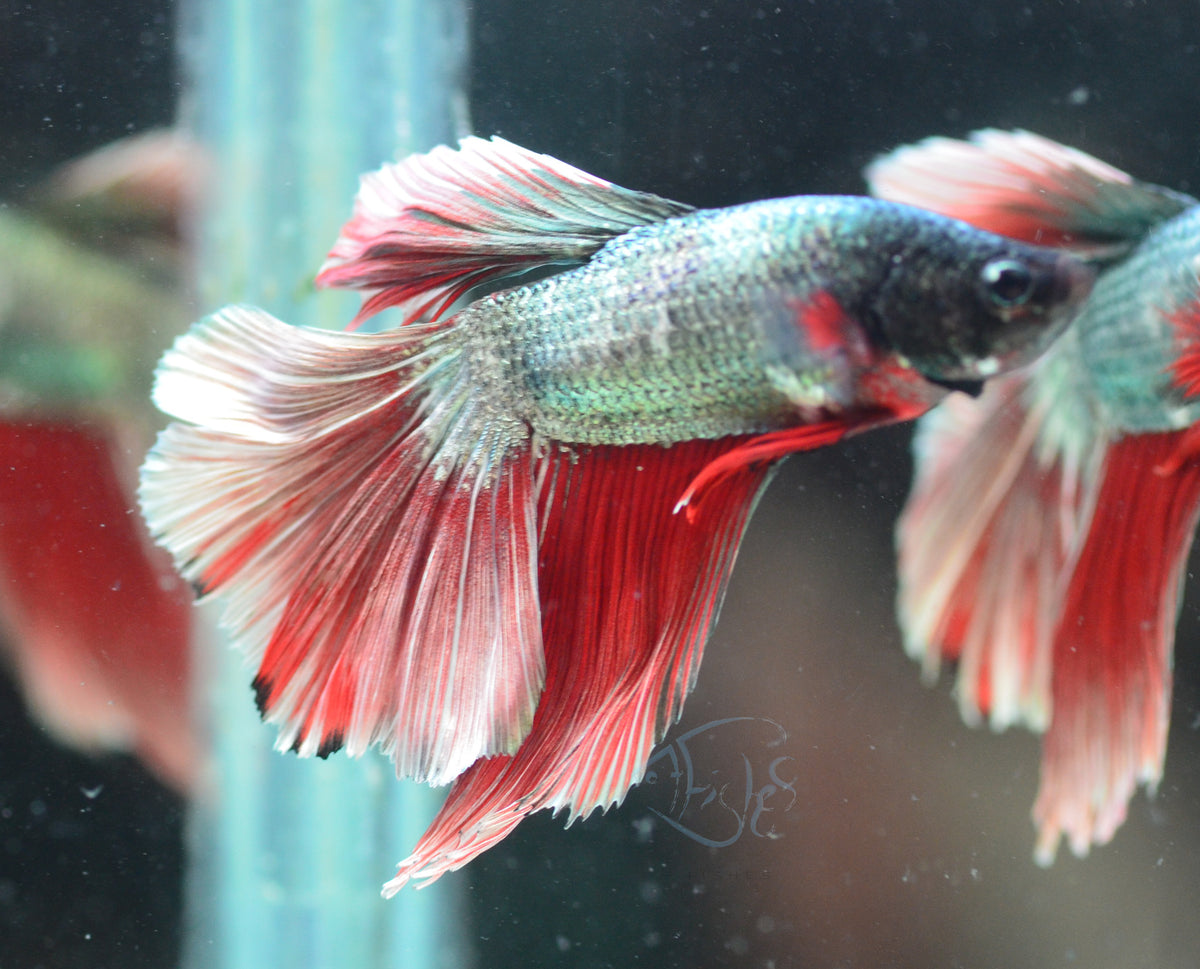 Copper Red Halfmoon Male