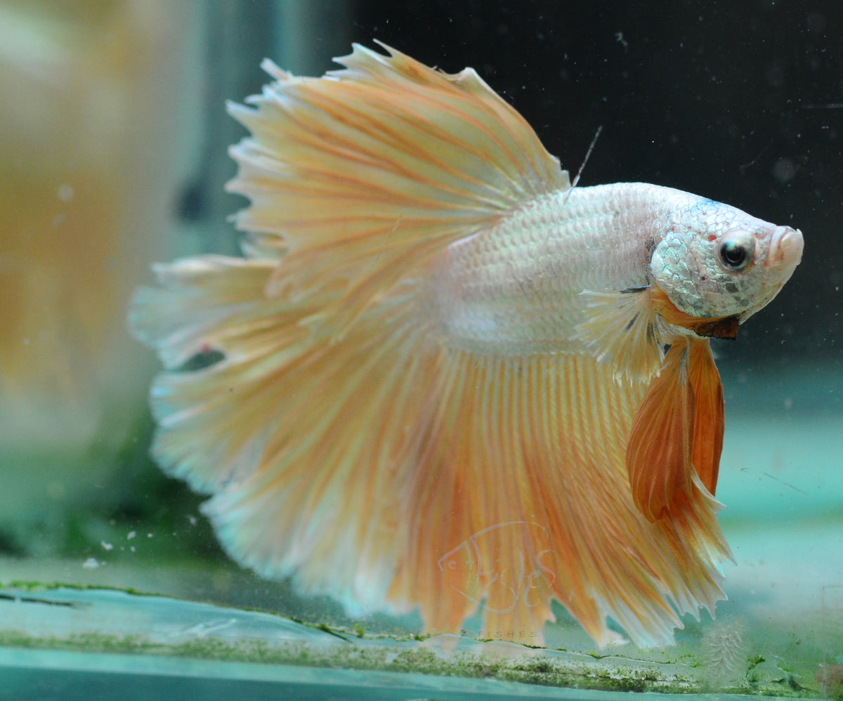 Yellow Dragon Halfmoon Male