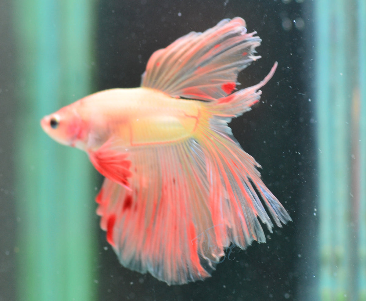 Armageddon Vanda Halfmoon Male