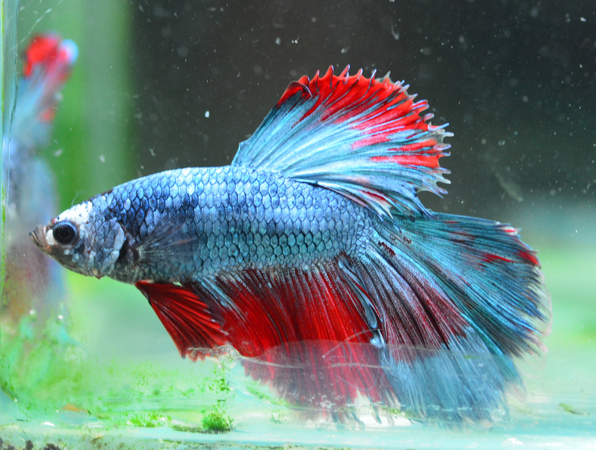 Turquoise Fancy Halfmoon Male
