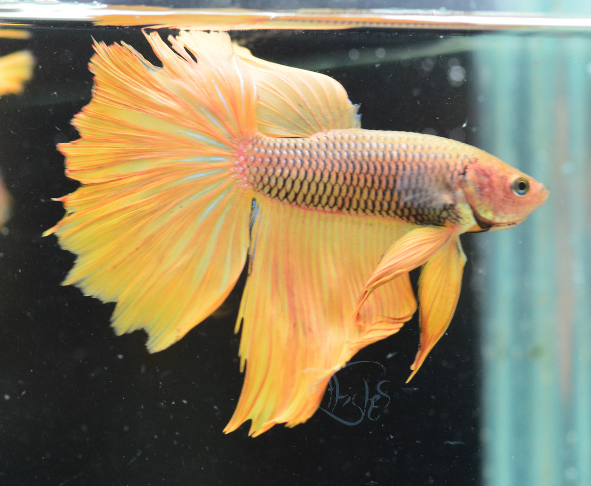 Pineapple Delta-tail Male