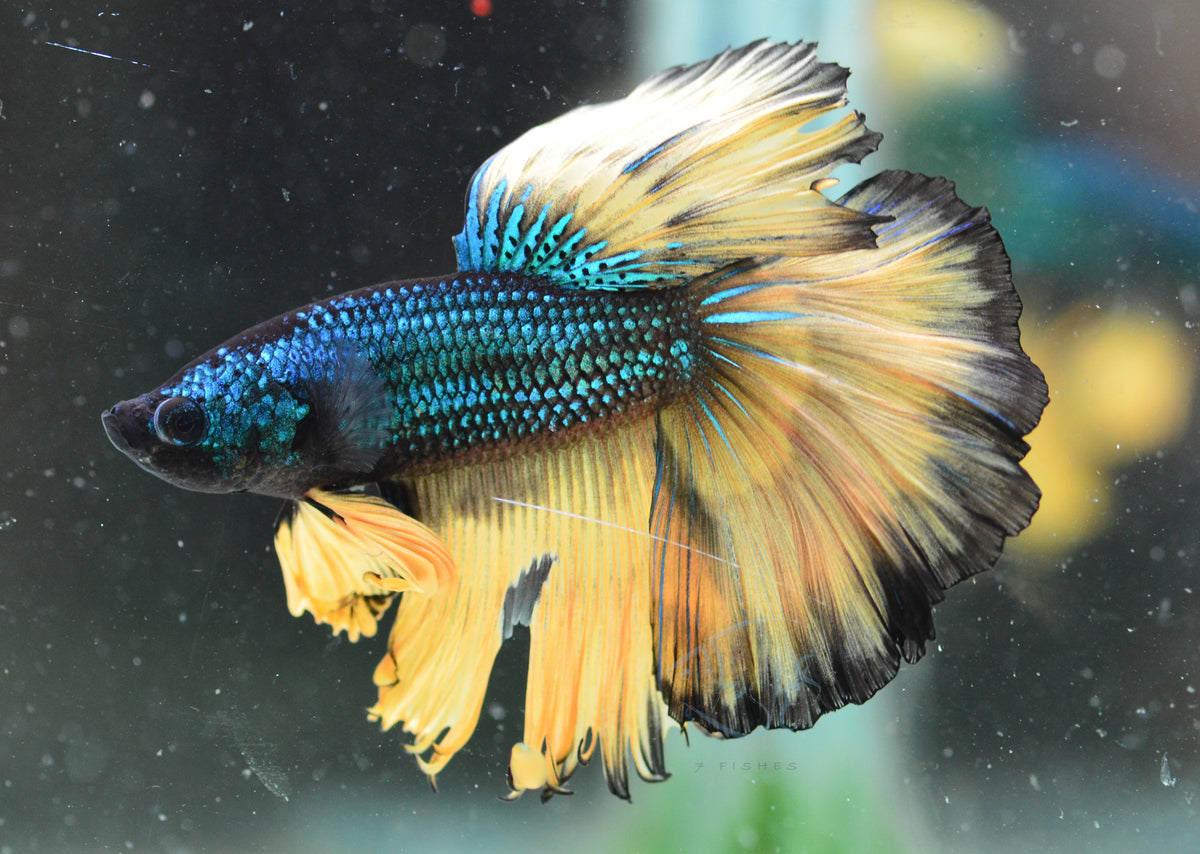 Mustard Halfmoon Male