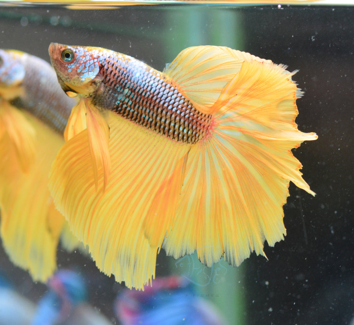 Pineapple Halfmoon Male