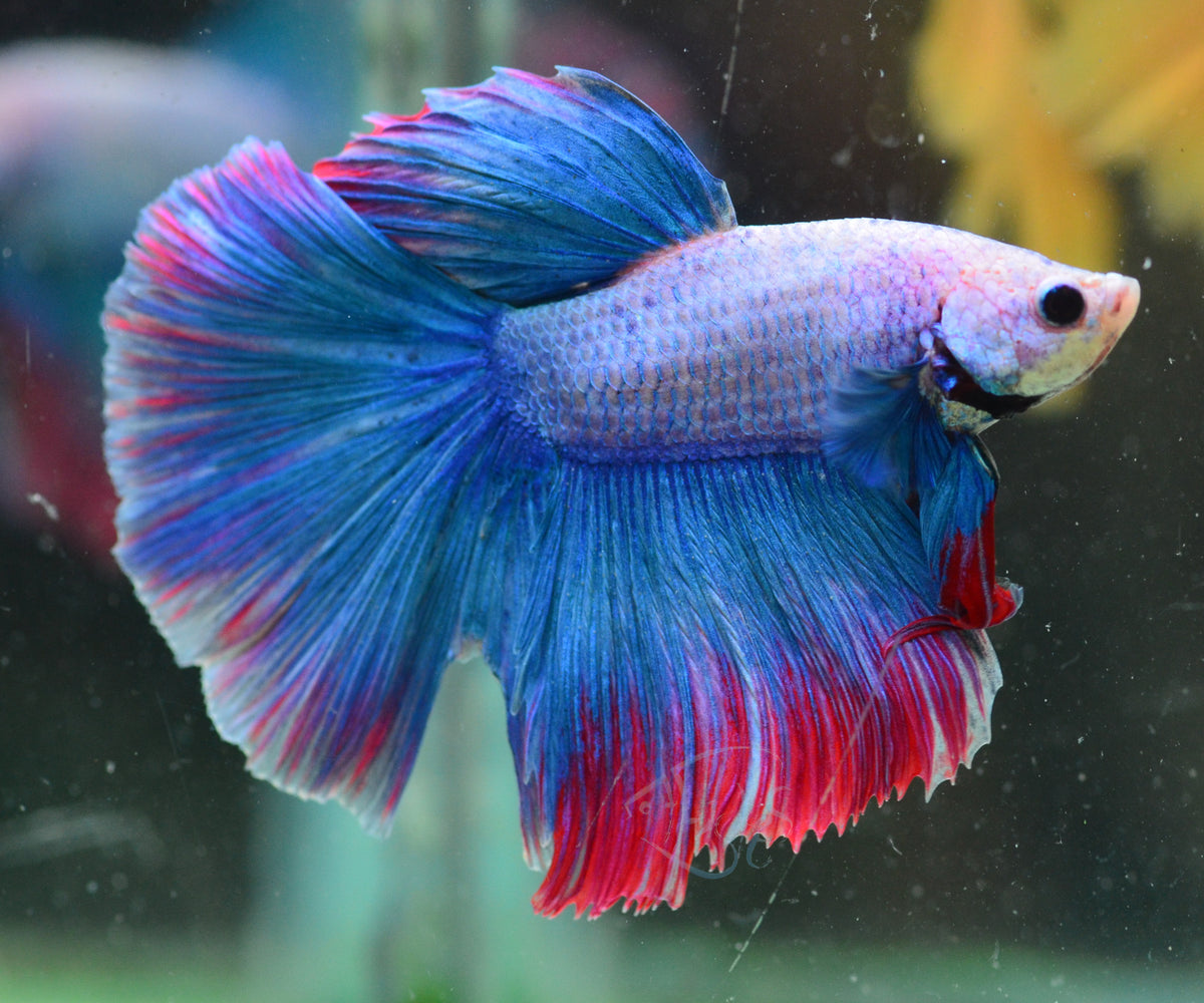 Cambodian Mascot Halfmoon Male