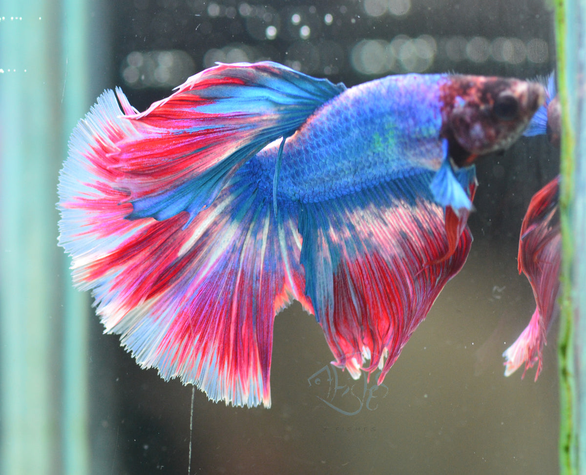 Cambodian Mascot Halfmoon Male