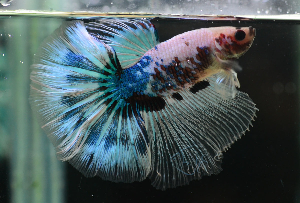 Turquoise Marble Halfmoon Male