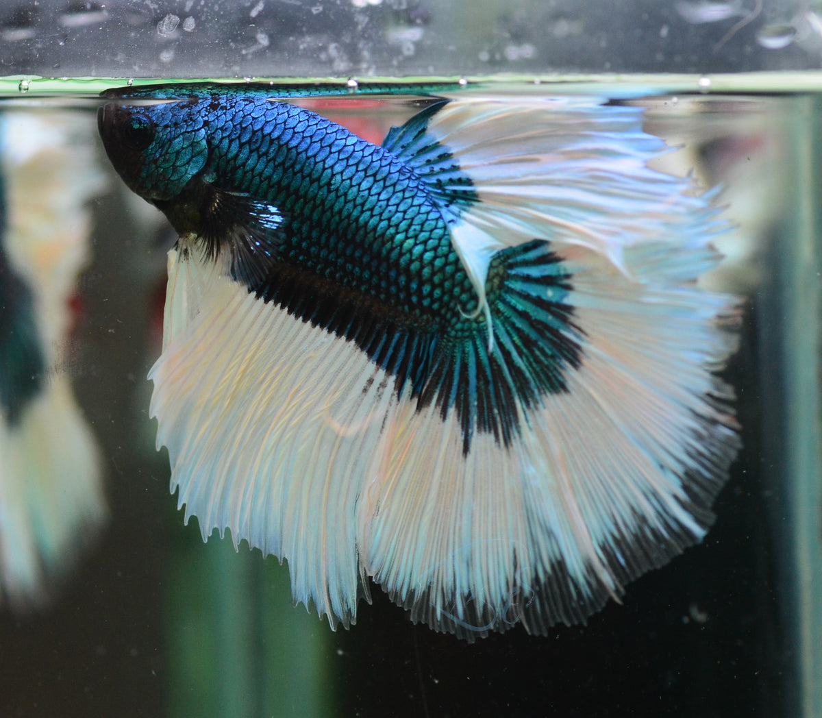 Blue Butterfly Halfmoon Male