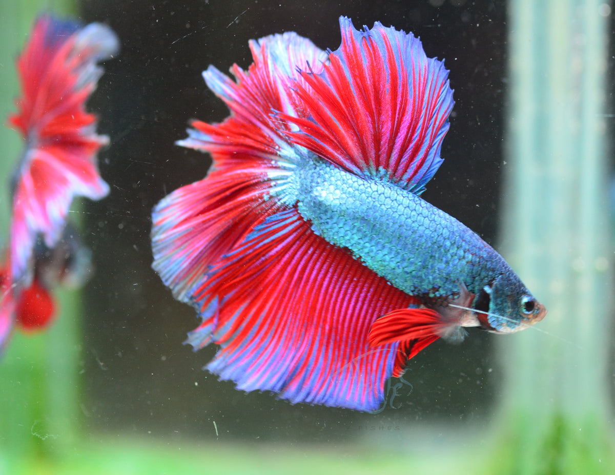 Turquoise Bicolour Halfmoon Male