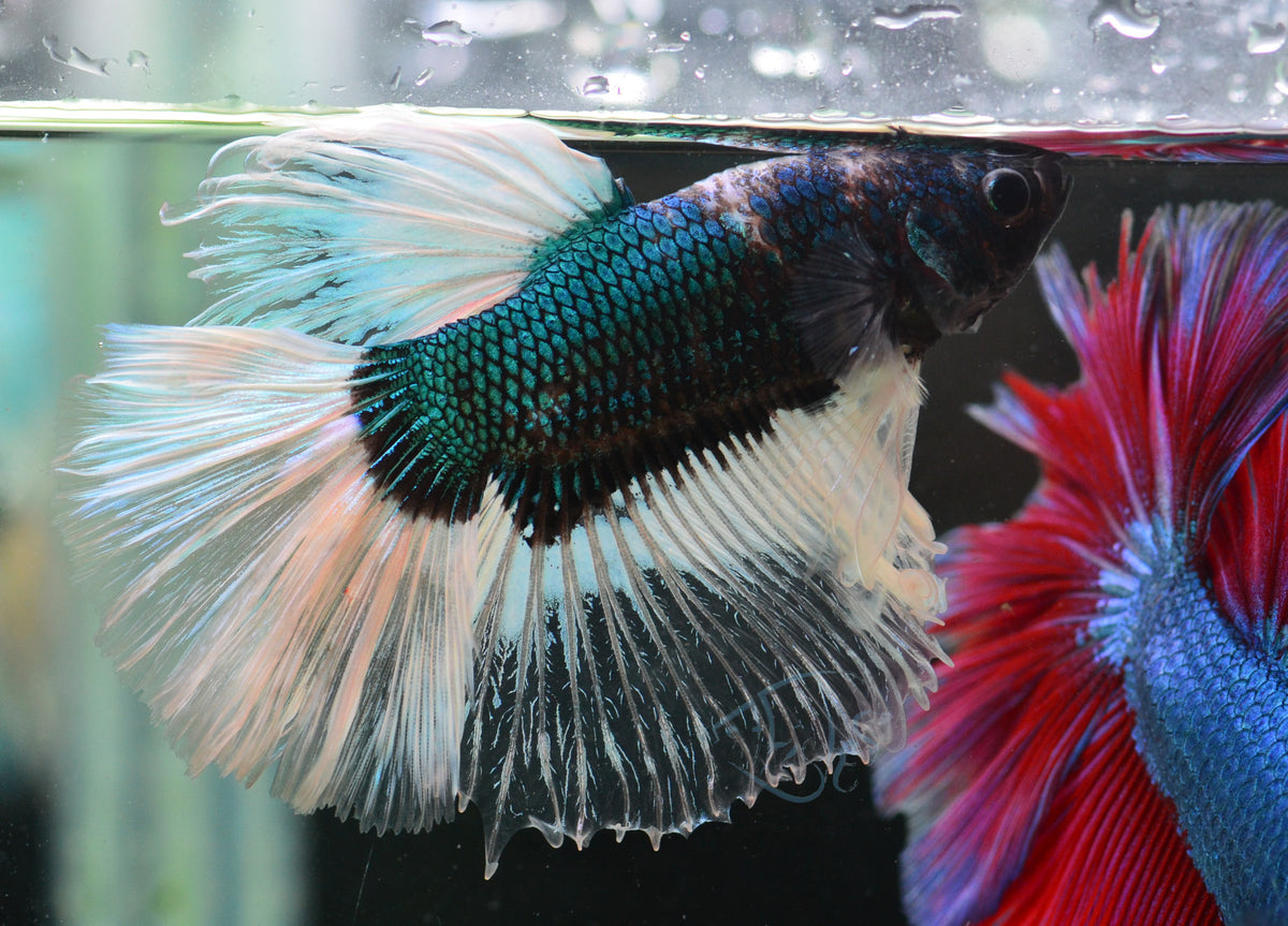 Blue Butterfly  Halfmoon Male