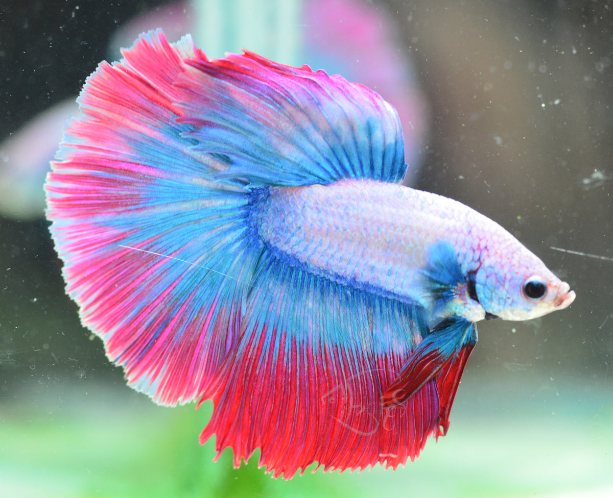 Cambodian Mascot Halfmoon Male