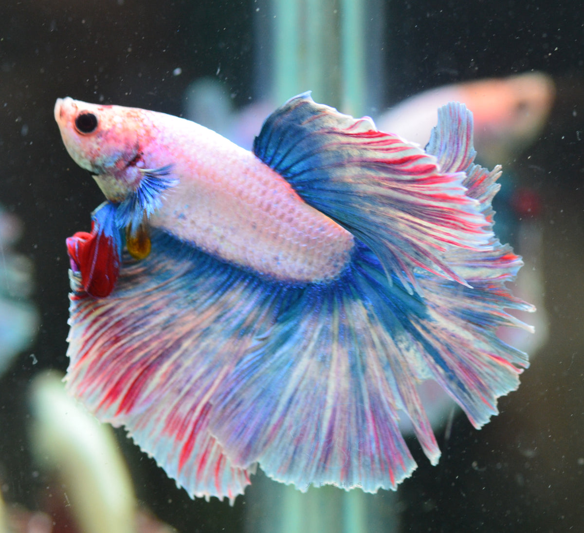 Pastel Fancy Halfmoon Male