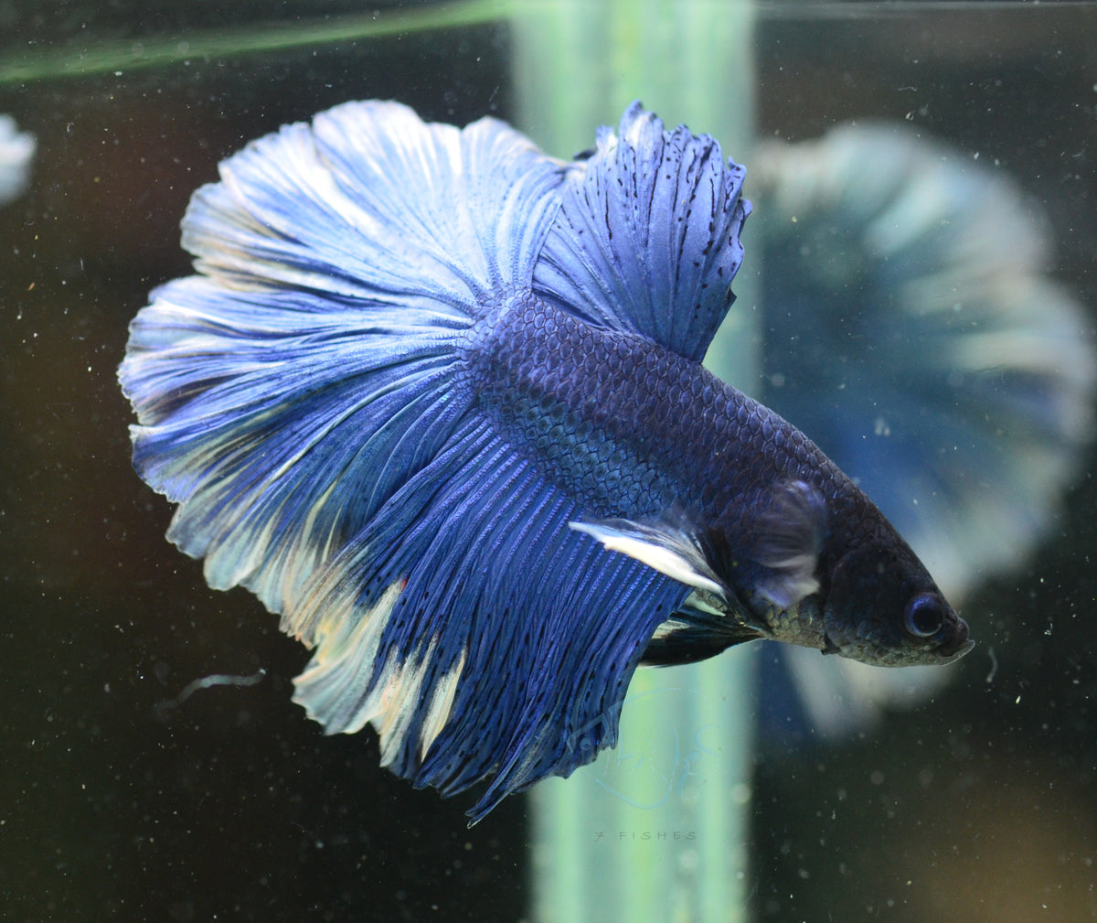 Blue Halfmoon Male