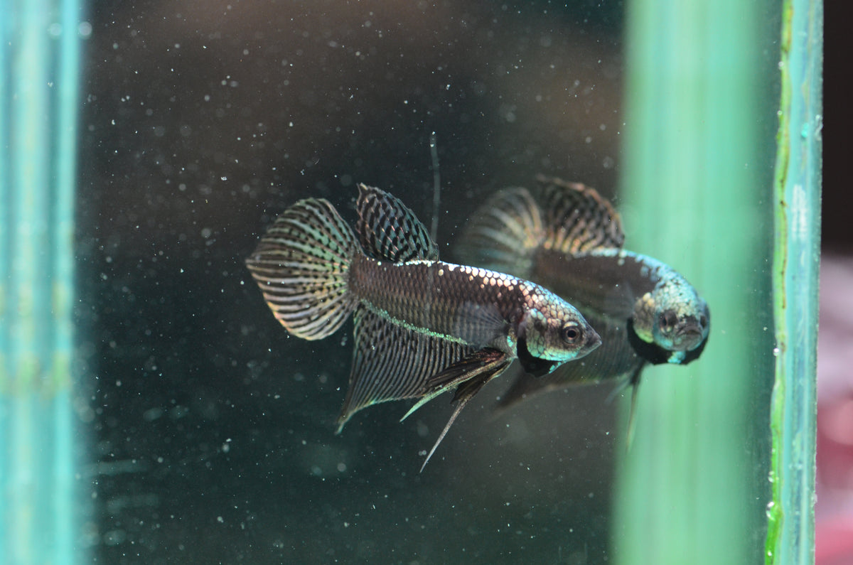 Copper Alien Samurai Male