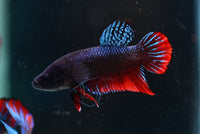 Load image into Gallery viewer, Traditional Arena Fighter
